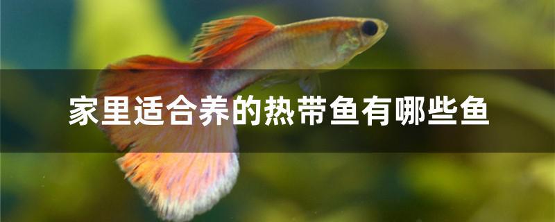 家里適合養(yǎng)的熱帶魚有哪些魚 白子銀版魚