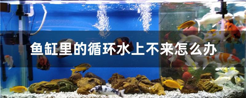 魚缸里的循環(huán)水上不來怎么辦 非洲金鼓魚