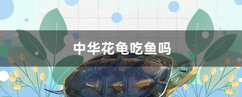 中华花龟吃鱼吗