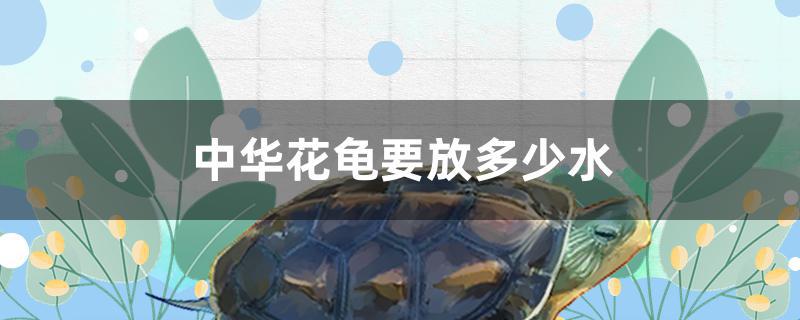 中华花龟要放多少水