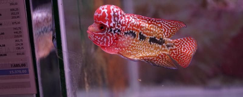 What reason is Luohan fish loses swim bladder, how to treat