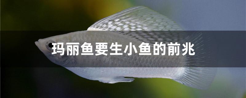 玛丽鱼要生小鱼的前兆 广州水族批发市场