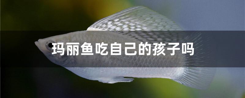 瑪麗魚吃自己的孩子嗎 蝴蝶鯉魚苗