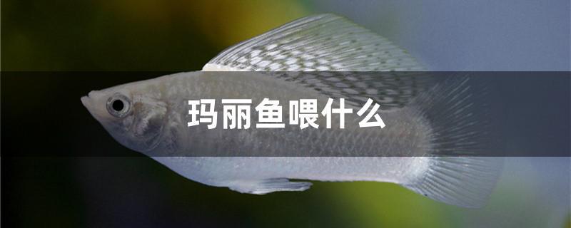 瑪麗魚喂什么