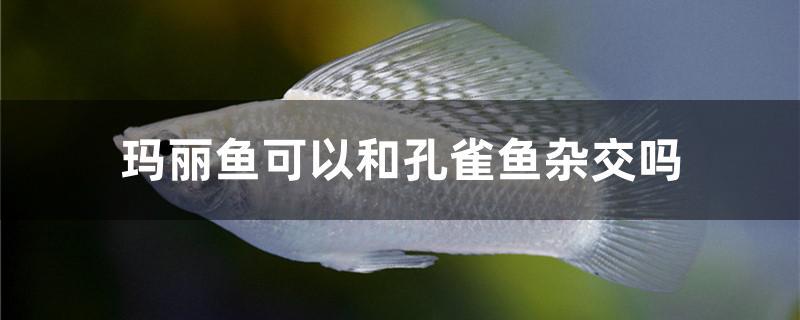玛丽鱼可以和孔雀鱼杂交吗