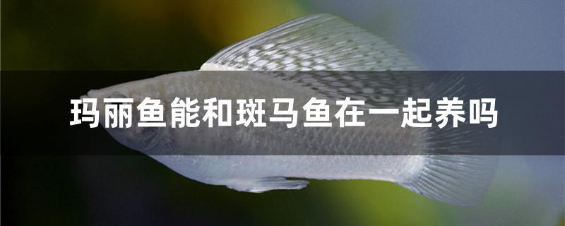 玛丽鱼能和斑马鱼在一起养吗