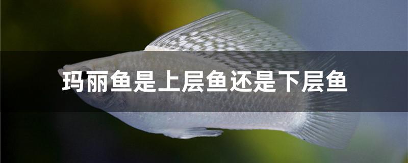 瑪麗魚是上層魚還是下層魚 廣州觀賞魚魚苗批發(fā)市場