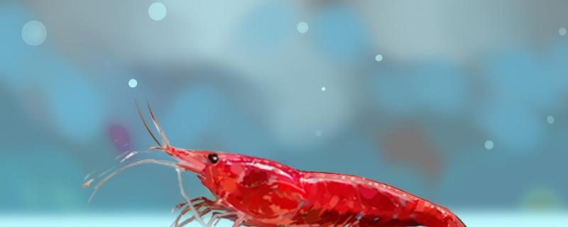 Can cherry blossom shrimp be raised with guppy? What else can it be raised with?