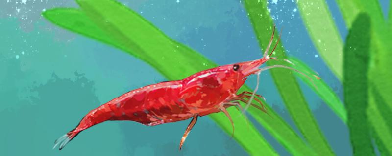 Does the cherry blossom shrimp eat small fish? What else can be fed?