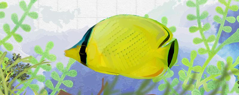 Is the yellow net butterfly fish easy to raise? How to raise it?