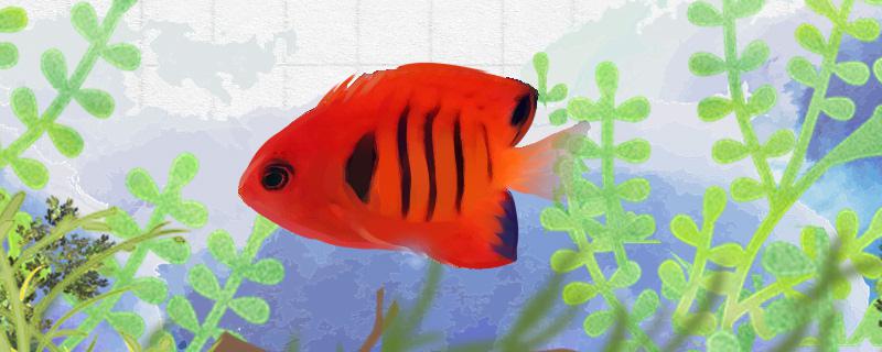 Is the flame angelfish easy to raise? How to raise it?