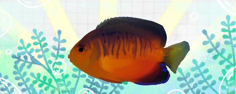 Is the orange bride angelfish easy to raise? How to raise it?