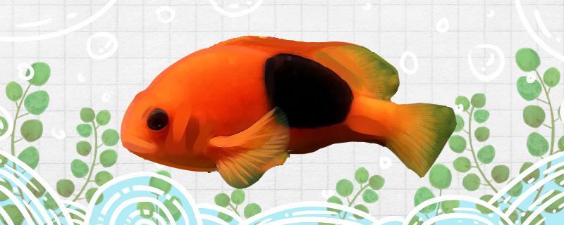 Is the red apple clownfish easy to raise? How to raise it?