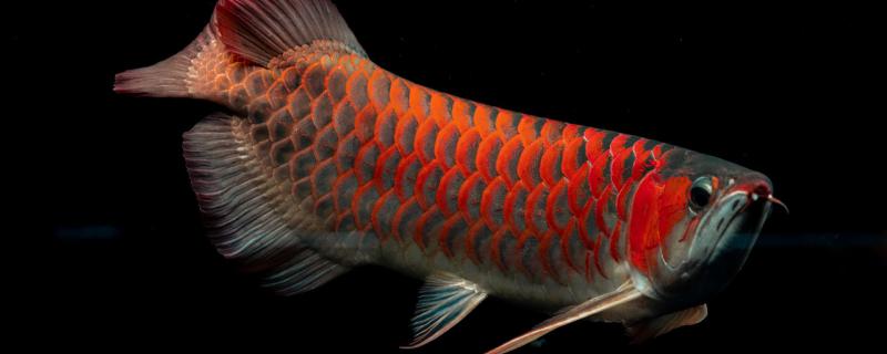 How high is the water level of the arowana tank? What are the requirements of the arowana for water?