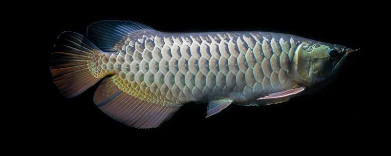How much is the water temperature of arowana in winter? What should we pay attention to in winter?