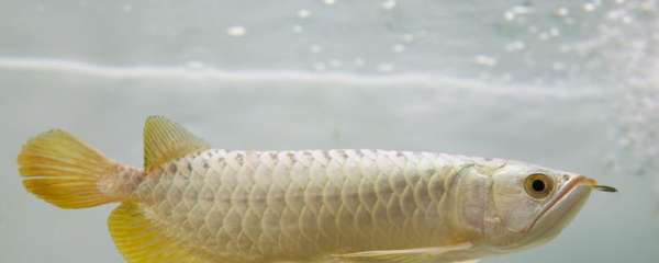 金龙鱼多少度水温，怎么维持水温