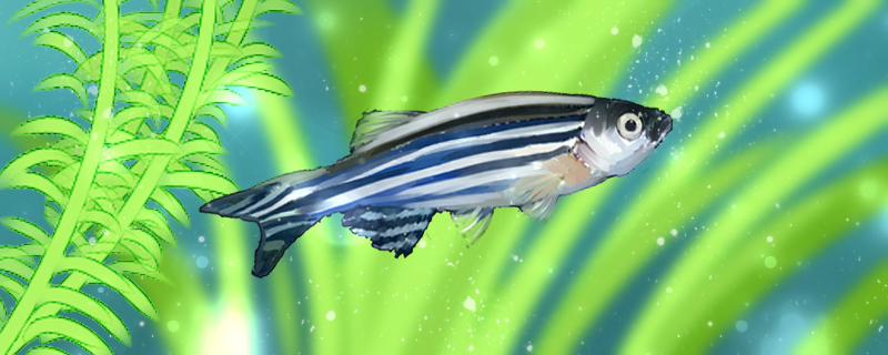 How to judge if a zebrafish is pregnant and how to take care of it after pregnancy