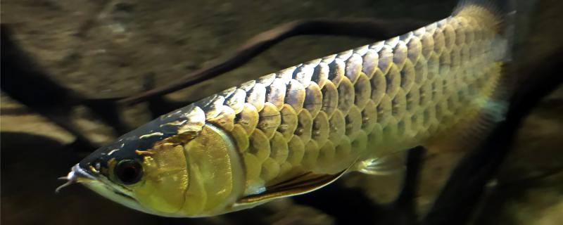 Can a 120-long and 60-wide fish tank raise arowana? Can it be mixed?