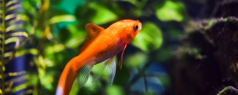 What else do goldfish eat besides fish food? How should they be fed?