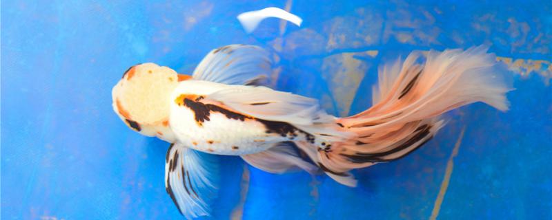 How to save a dying goldfish? What is the reason for its death?