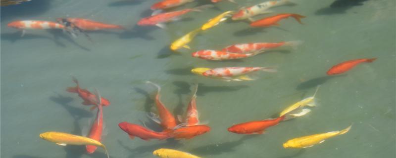 How can a koi fish not be raised to death? How long can it grow up?