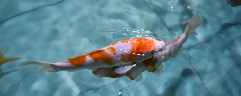The difference between koi and red carp, and the difference between goldfish