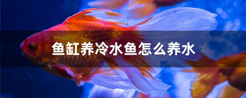 魚(yú)缸養(yǎng)冷水魚(yú)怎么養(yǎng)水