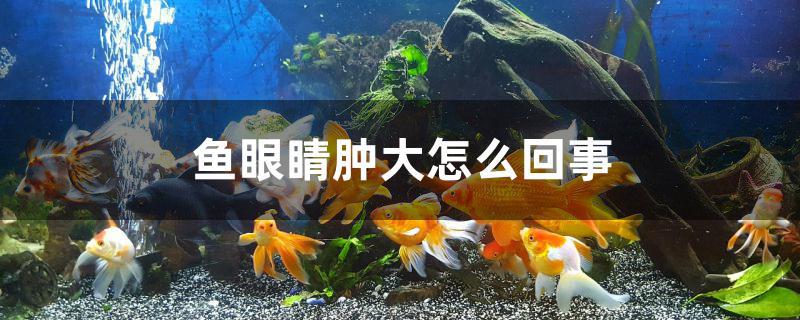 鱼眼睛肿大怎么回事 委内瑞拉奥里诺三间鱼