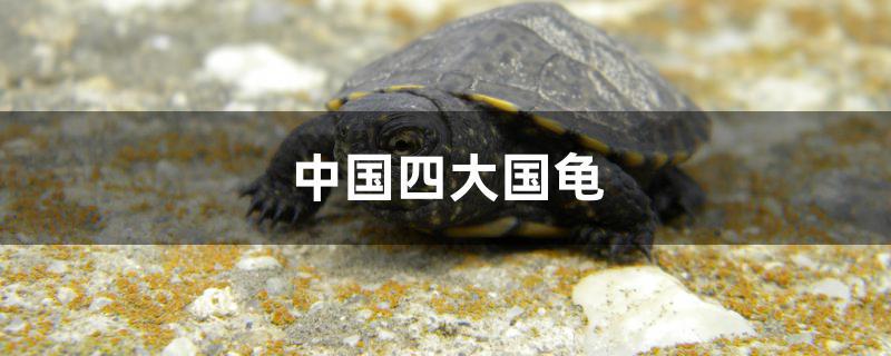 中国四大国龟