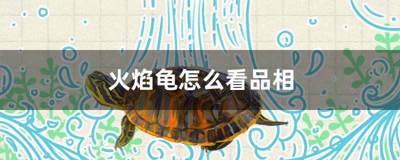 火焰龟怎么看品相