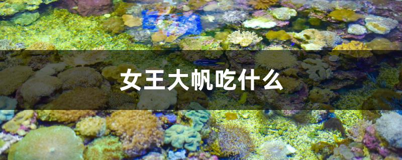 女王大帆吃什么