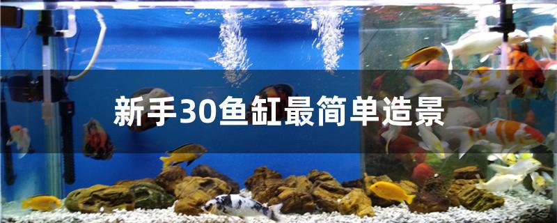 新手30鱼缸最简单造景 红龙专用鱼粮饲料