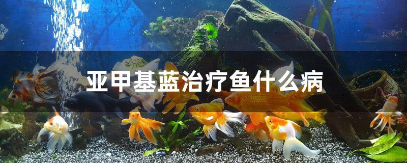 亚甲基蓝治疗鱼什么病