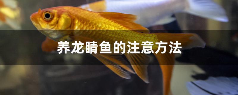 養(yǎng)龍睛魚的注意方法 元寶鳳凰魚專用魚糧