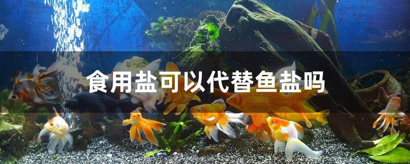 食用鹽可以代替魚鹽嗎 海水魚