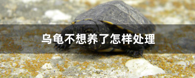 乌龟不想养了怎样处理