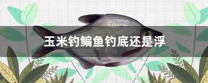 玉米釣鳊魚(yú)釣底還是浮 狗仔（招財(cái)貓)魚(yú)苗