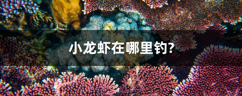 小龙虾在哪里钓?