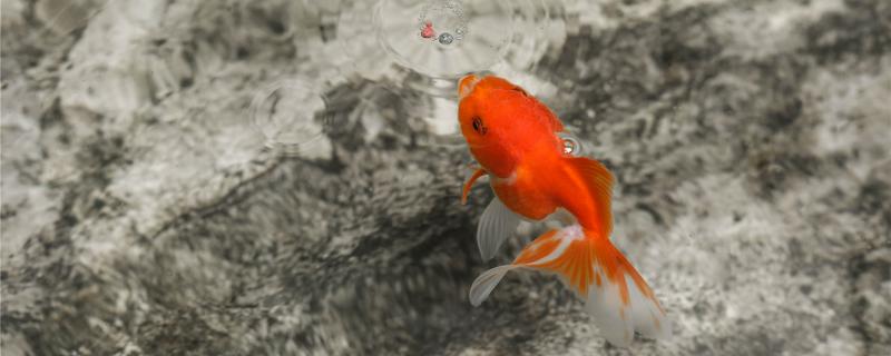 Is it necessary to keep goldfish in the water? How to keep them in the water?