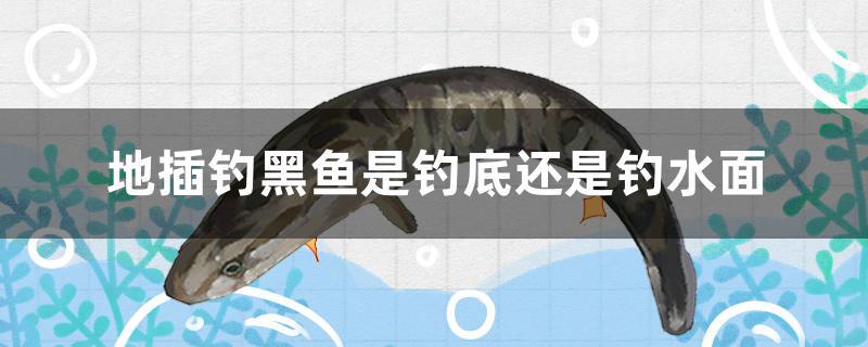 地插釣黑魚(yú)是釣底還是釣水面 泰國(guó)雪鯽魚(yú)