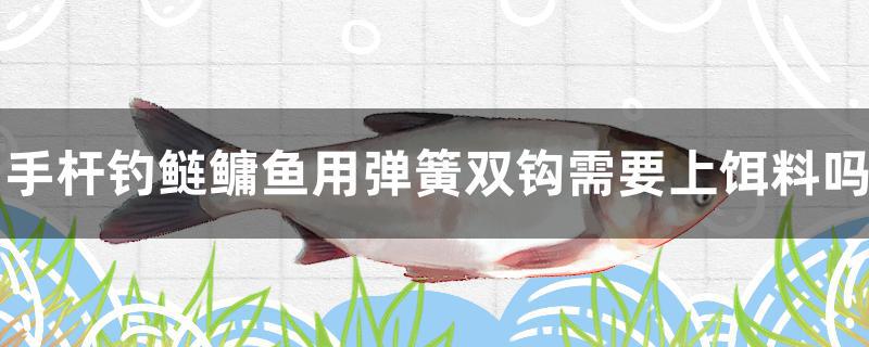 手桿釣鰱鳙魚用彈簧雙鉤需要上餌料嗎