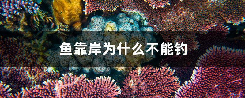 鱼靠岸为什么不能钓