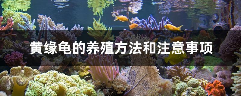 黄缘龟的养殖方法和注意事项
