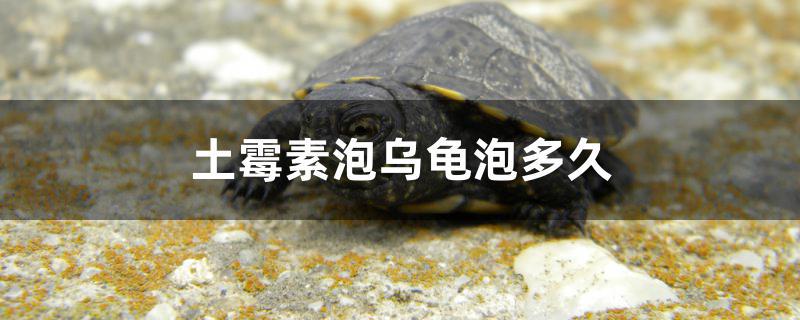 土霉素泡乌龟泡多久