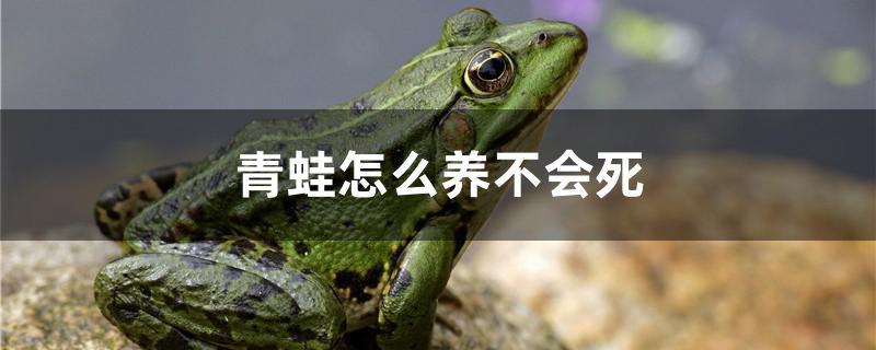 青蛙怎么养不会死