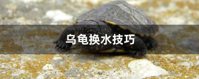 乌龟换水技巧 电鳗