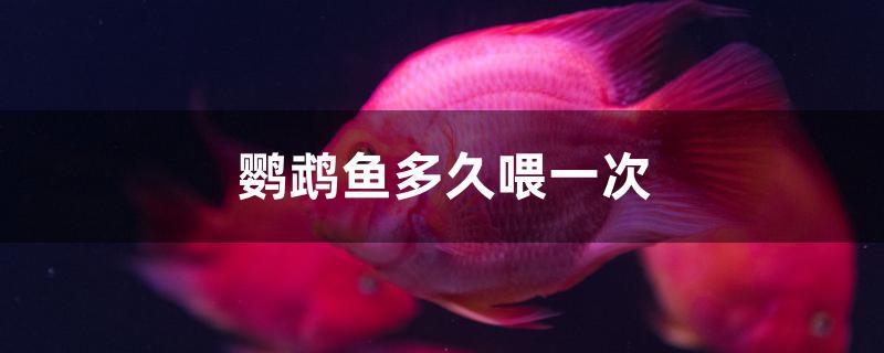 鸚鵡魚多久喂一次