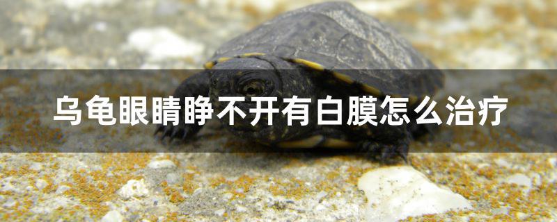 乌龟眼睛睁不开有白膜怎么治疗