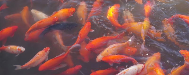 When does the koi turn red and how to raise it?