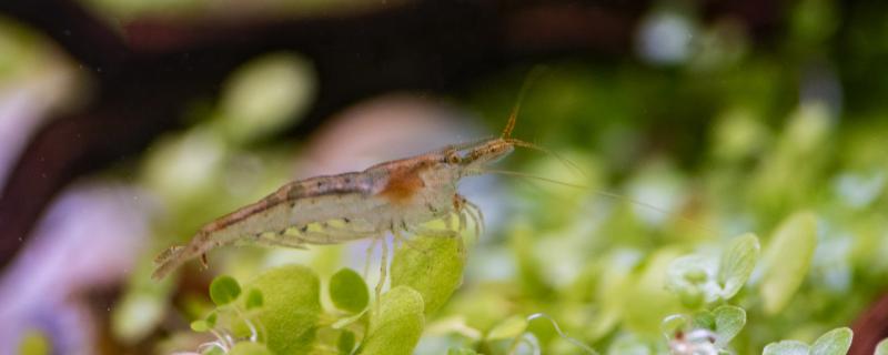 What if the black shell shrimp eats aquatic plants? Do they eat algae?